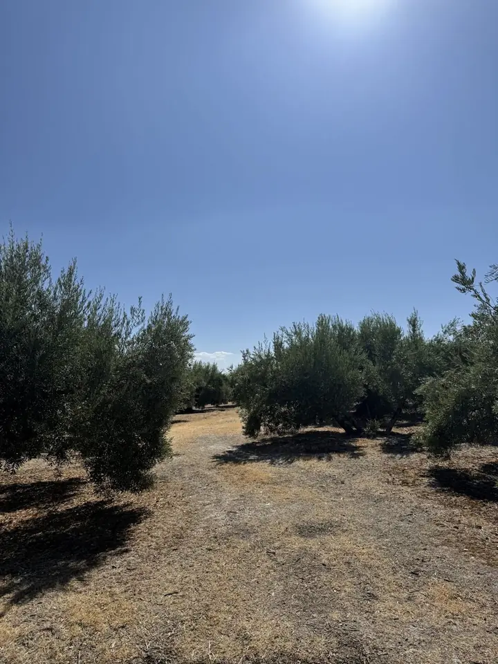 Rows of olive trees under a clear blue sky in our grove in Spain